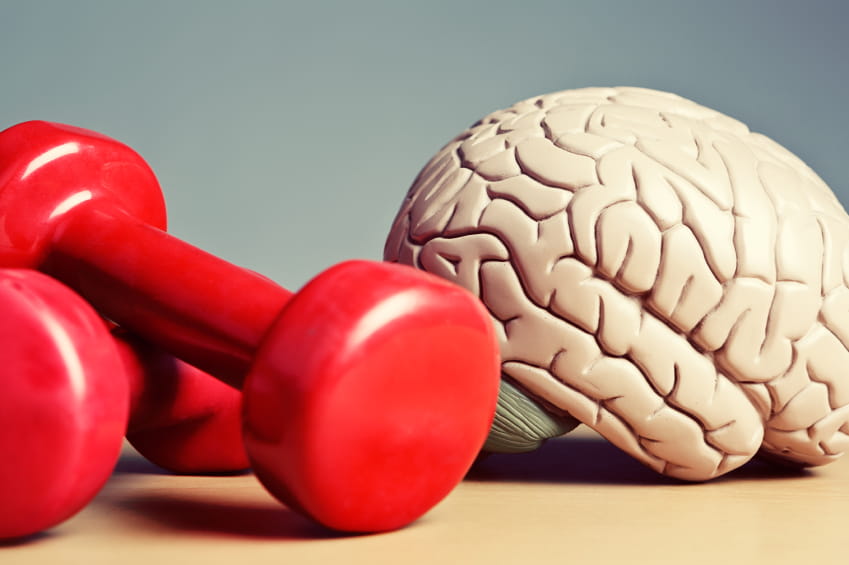 red dumbbells sitting next to a model brain