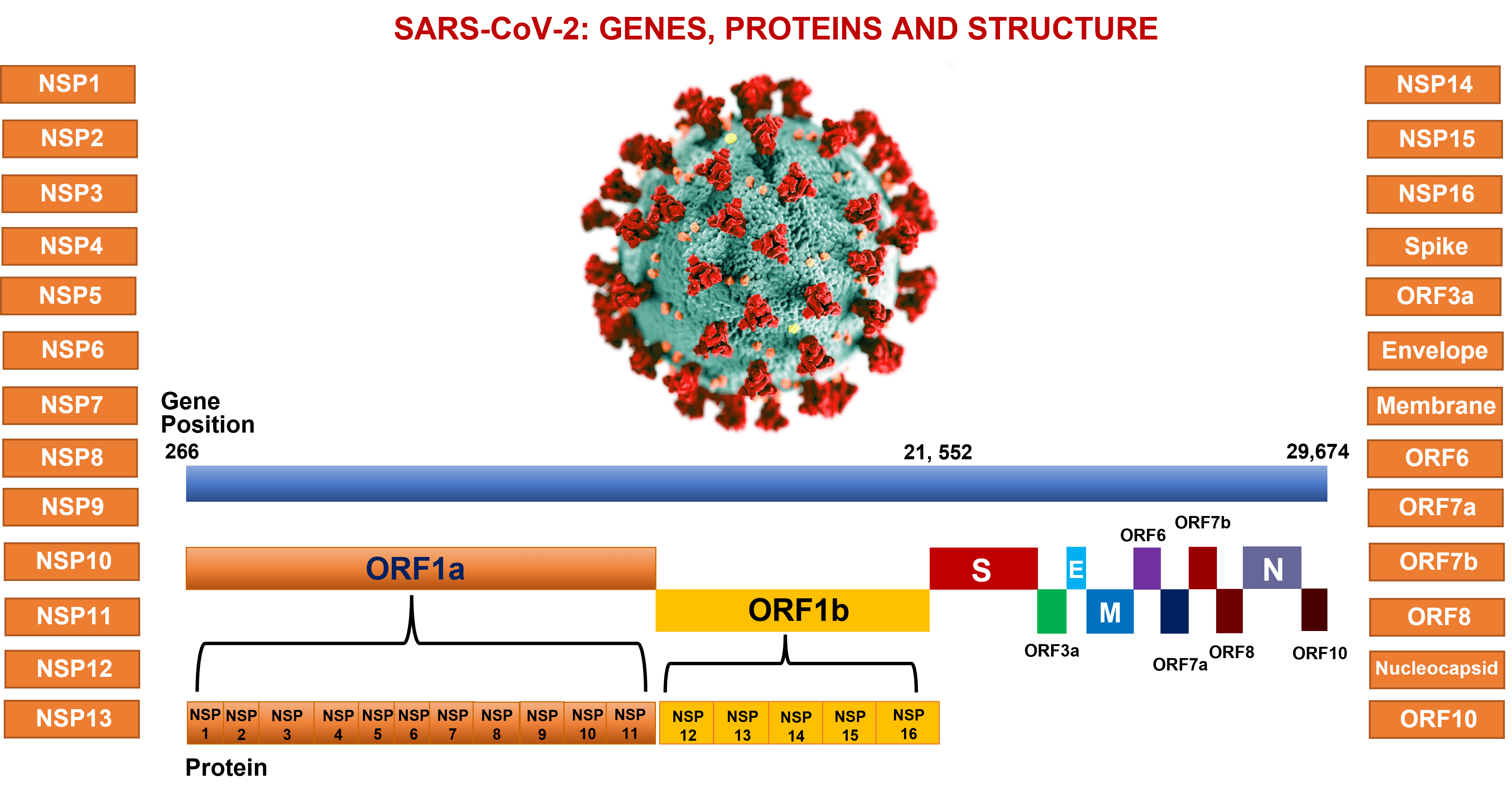 SARS-CcV-2 model