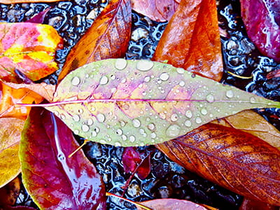 Autumn Rain, Maureen Collins